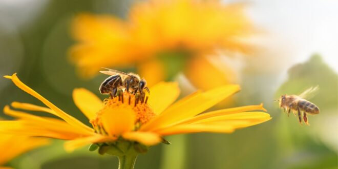 Would supporting bees drive down food prices?